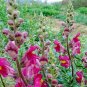 Antirrhinum Majus, Common Snapdragon Seed 2000 PCS, Jinyu Cao