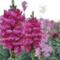 Antirrhinum Majus, Common Snapdragon Seed 2000 PCS, Jinyu Cao