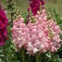 Antirrhinum Majus, Common Snapdragon Seed 2000 PCS, Jinyu Cao