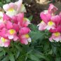 Antirrhinum Majus, Common Snapdragon Seed 2000 PCS, Jinyu Cao