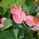Anthurium Andraeanum, Flamingo Flower Seed 2000 PCS, Tailflower Hong Zhang