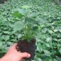 Anthurium Andraeanum, Flamingo Flower Seed 2000 PCS, Tailflower Hong Zhang