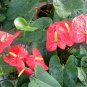 Anthurium Andraeanum, Flamingo Flower Seed 2000 PCS, Tailflower Hong Zhang