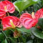 Anthurium Andraeanum, Flamingo Flower Seed 2000 PCS, Tailflower Hong Zhang