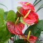 Anthurium Andraeanum, Flamingo Flower Seed 2000 PCS, Tailflower Hong Zhang