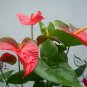 Anthurium Andraeanum, Flamingo Flower Seed 2000 PCS, Tailflower Hong Zhang