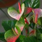 Anthurium Andraeanum, Flamingo Flower Seed 2000 PCS, Tailflower Hong Zhang