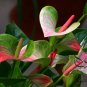 Anthurium Andraeanum, Flamingo Flower Seed 2000 PCS, Tailflower Hong Zhang