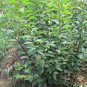 Amygdalus Triloba, Prunus Triloba Seed 200 PCS, Flowering Almond Yu Ye Mei