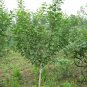 Amygdalus Triloba, Prunus Triloba Seed 200 PCS, Flowering Almond Yu Ye Mei