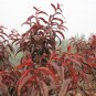 Amygdalus Persica, Prunus Persica Seed 50 PCS, Zi Ye Bi Tao