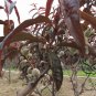 Amygdalus Persica, Prunus Persica Seed 50 PCS, Zi Ye Bi Tao