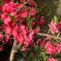 Amygdalus Persica, Prunus Persica Seed 50 PCS, Zi Ye Bi Tao
