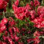 Amygdalus Persica, Prunus Persica Seed 50 PCS, Zi Ye Bi Tao