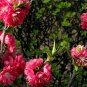 Amygdalus Persica, Prunus Persica Seed 50 PCS, Zi Ye Bi Tao