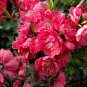 Amygdalus Persica, Prunus Persica Seed 50 PCS, Zi Ye Bi Tao