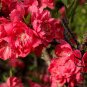Amygdalus Persica, Prunus Persica Seed 50 PCS, Zi Ye Bi Tao