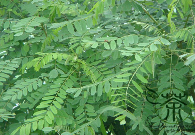 Amorpha Fruticosa, Desert False Indigo Seed 1000 PCS, Zi Sui Huai
