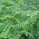 Amorpha Fruticosa, Desert False Indigo Seed 1000 PCS, Zi Sui Huai