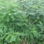 Amorpha Fruticosa, Desert False Indigo Seed 1000 PCS, Zi Sui Huai