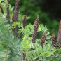 Amorpha Fruticosa, Desert False Indigo Seed 1000 PCS, Zi Sui Huai