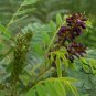 Amorpha Fruticosa, Desert False Indigo Seed 1000 PCS, Zi Sui Huai