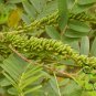 Amorpha Fruticosa, Desert False Indigo Seed 1000 PCS, Zi Sui Huai