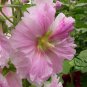 Althaea Rosea, Common Hollyhock Seed 2000 PCS, Alcea Rosea Shu Kui