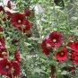 Althaea Rosea, Common Hollyhock Seed 2000 PCS, Alcea Rosea Shu Kui