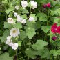 Althaea Rosea, Common Hollyhock Seed 2000 PCS, Alcea Rosea Shu Kui