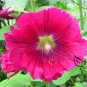 Althaea Rosea, Common Hollyhock Seed 2000 PCS, Alcea Rosea Shu Kui