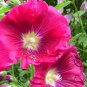 Althaea Rosea, Common Hollyhock Seed 2000 PCS, Alcea Rosea Shu Kui