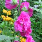 Althaea Rosea, Common Hollyhock Seed 2000 PCS, Alcea Rosea Shu Kui