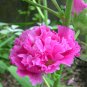 Althaea Rosea, Common Hollyhock Seed 2000 PCS, Alcea Rosea Shu Kui