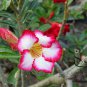 Adenium Obesum, Desert Rose Seed 500 PCS, Mock Azalea Shamo Meigui