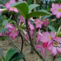 Adenium Obesum, Desert Rose Seed 500 PCS, Mock Azalea Shamo Meigui