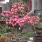 Adenium Obesum, Desert Rose Seed 500 PCS, Mock Azalea Shamo Meigui