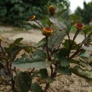 Acmella Oleracea, Spilanthes Paniculata Seed 1000 PCS, Gui Yuan Ju