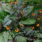 Acmella Oleracea, Spilanthes Paniculata Seed 1000 PCS, Gui Yuan Ju