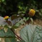 Acmella Oleracea, Spilanthes Paniculata Seed 1000 PCS, Gui Yuan Ju
