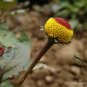 Acmella Oleracea, Spilanthes Paniculata Seed 1000 PCS, Gui Yuan Ju