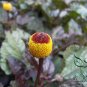 Acmella Oleracea, Spilanthes Paniculata Seed 1000 PCS, Gui Yuan Ju