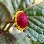Acmella Oleracea, Spilanthes Paniculata Seed 1000 PCS, Gui Yuan Ju