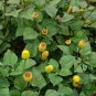 Acmella Oleracea, Spilanthes Paniculata Seed 1000 PCS, Gui Yuan Ju