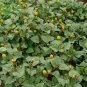 Acmella Oleracea, Spilanthes Paniculata Seed 1000 PCS, Gui Yuan Ju