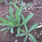 Sonchus Brachyotus, Field Sowthistle Seed 5000 PCS, Qu Mai Cai
