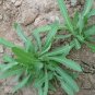 Sonchus Brachyotus, Field Sowthistle Seed 5000 PCS, Qu Mai Cai
