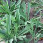 Sonchus Brachyotus, Field Sowthistle Seed 5000 PCS, Qu Mai Cai