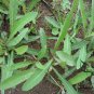 Sonchus Brachyotus, Field Sowthistle Seed 5000 PCS, Qu Mai Cai