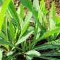 Sonchus Brachyotus, Field Sowthistle Seed 5000 PCS, Qu Mai Cai